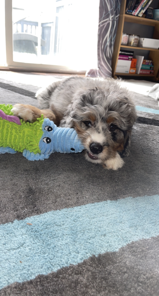 Cute Mini Bernedoodle Pup