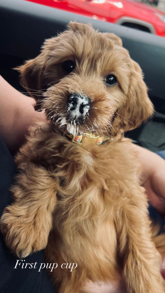 Popular Mini Goldendoodle Poodle Mix Pup