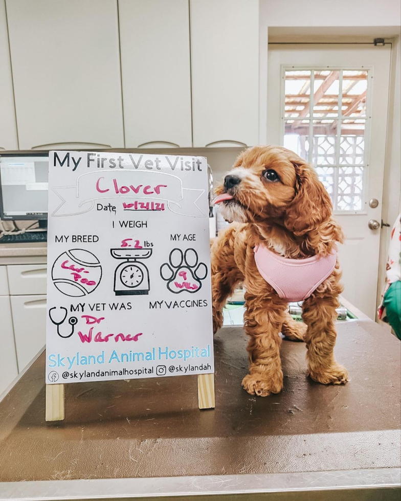 Cute Cavapoo Pup in Swannanoa NC