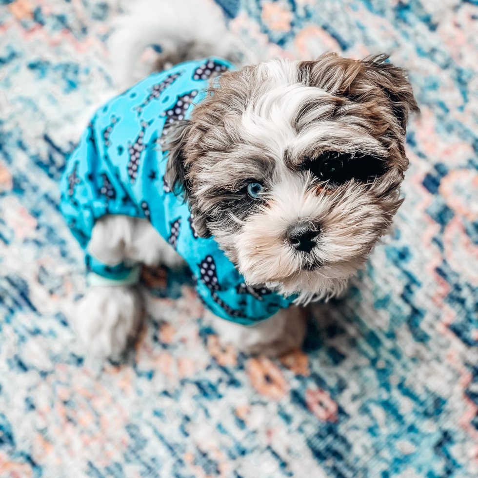 Shih Poo Being Cute