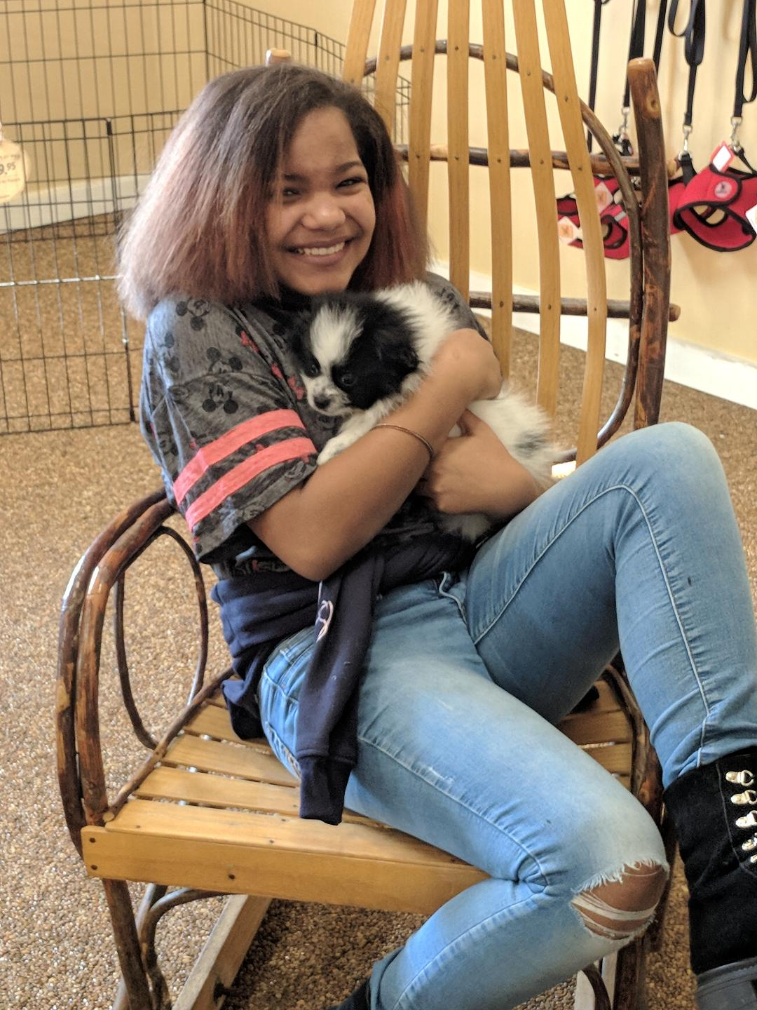 Energetic Pomeranian Purebred Puppy