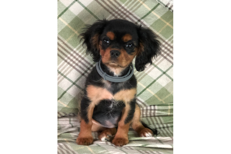 Cavalier King Charles Spaniel Puppy for Adoption