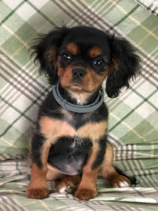 Cavalier King Charles Spaniel Being Cute