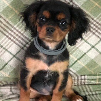 Cavalier King Charles Spaniel Being Cute