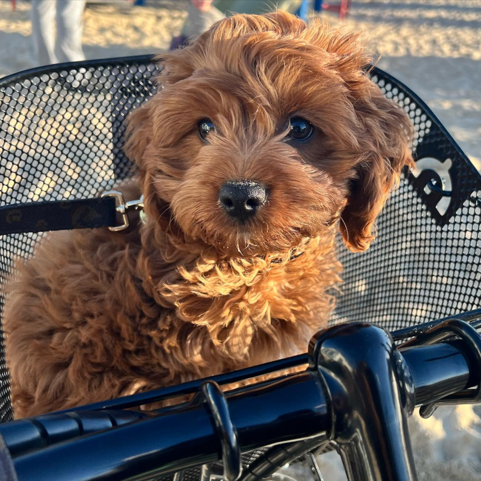 Fluffy Cavapoo Poodle Mix Pup