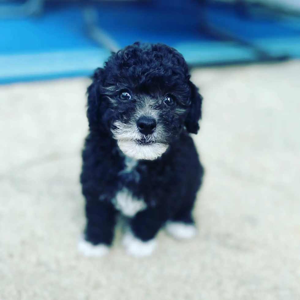 Akc Registered Poodle Pup