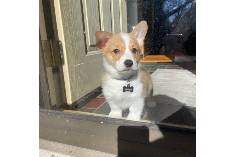 Best Pembroke Welsh Corgi Baby