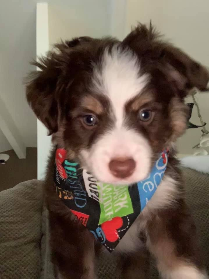 Small Mini Aussiedoodle Baby