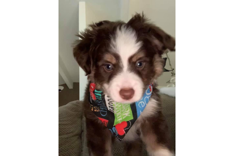 Small Mini Aussiedoodle Baby