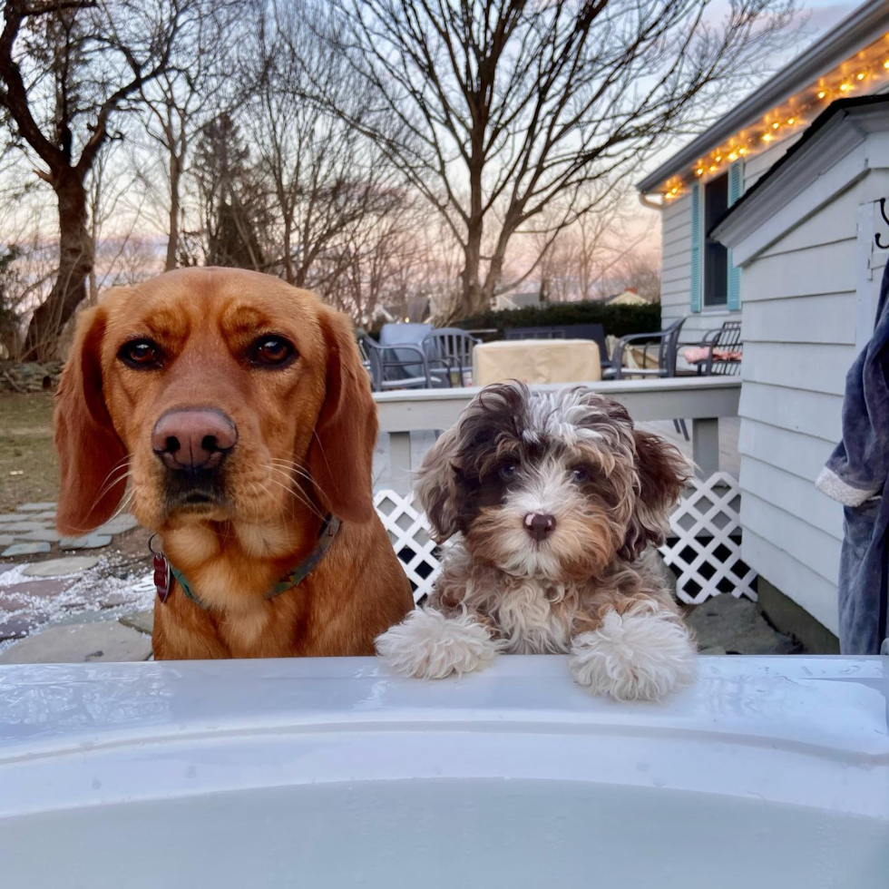 Popular Mini Aussiedoodle Poodle Mix Pup