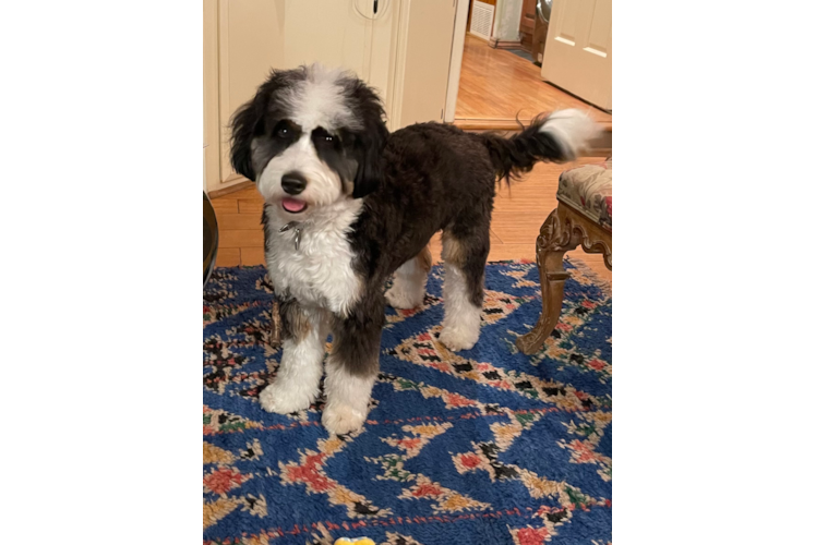 Friendly Mini Bernedoodle Baby