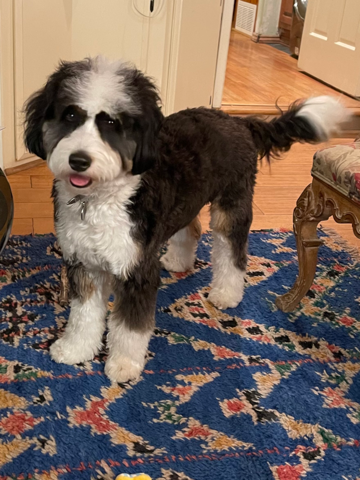 Adorable Bernadoodle Poodle Mix Pup