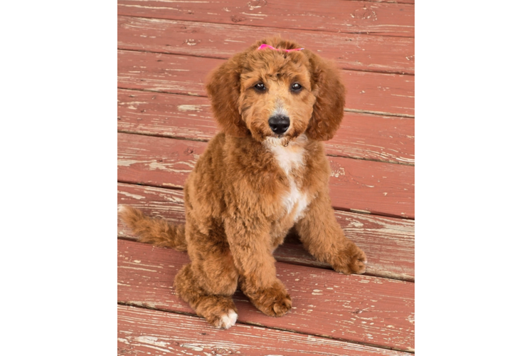 Mini Goldendoodle Pup Being Cute