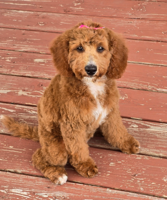 Mini Goldendoodle