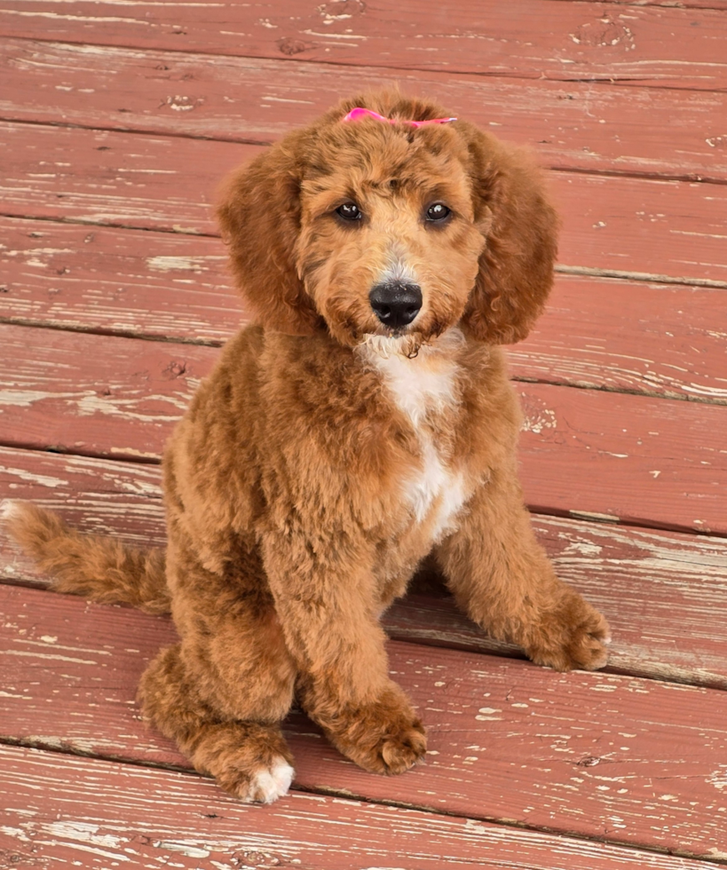 Mini Goldendoodle Being Cute