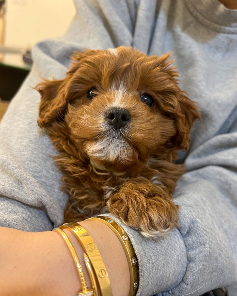 Cavapoo Being Cute