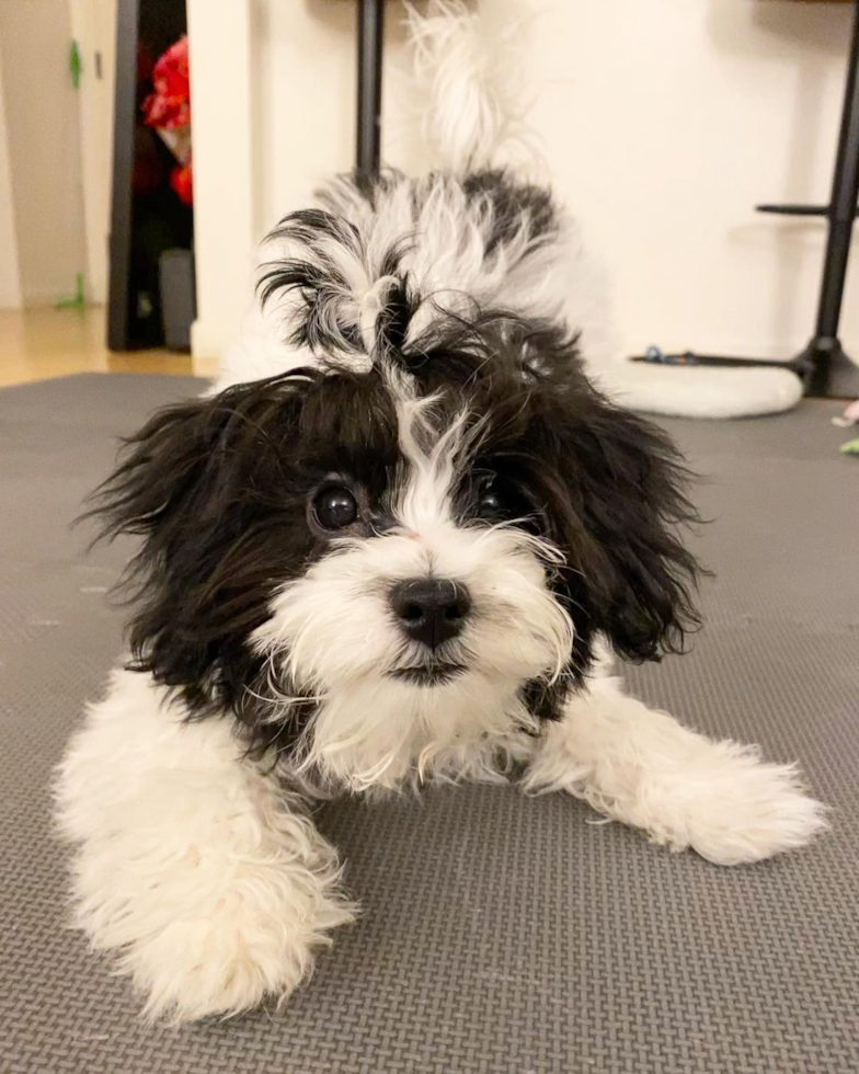 Hypoallergenic Havanese Pup