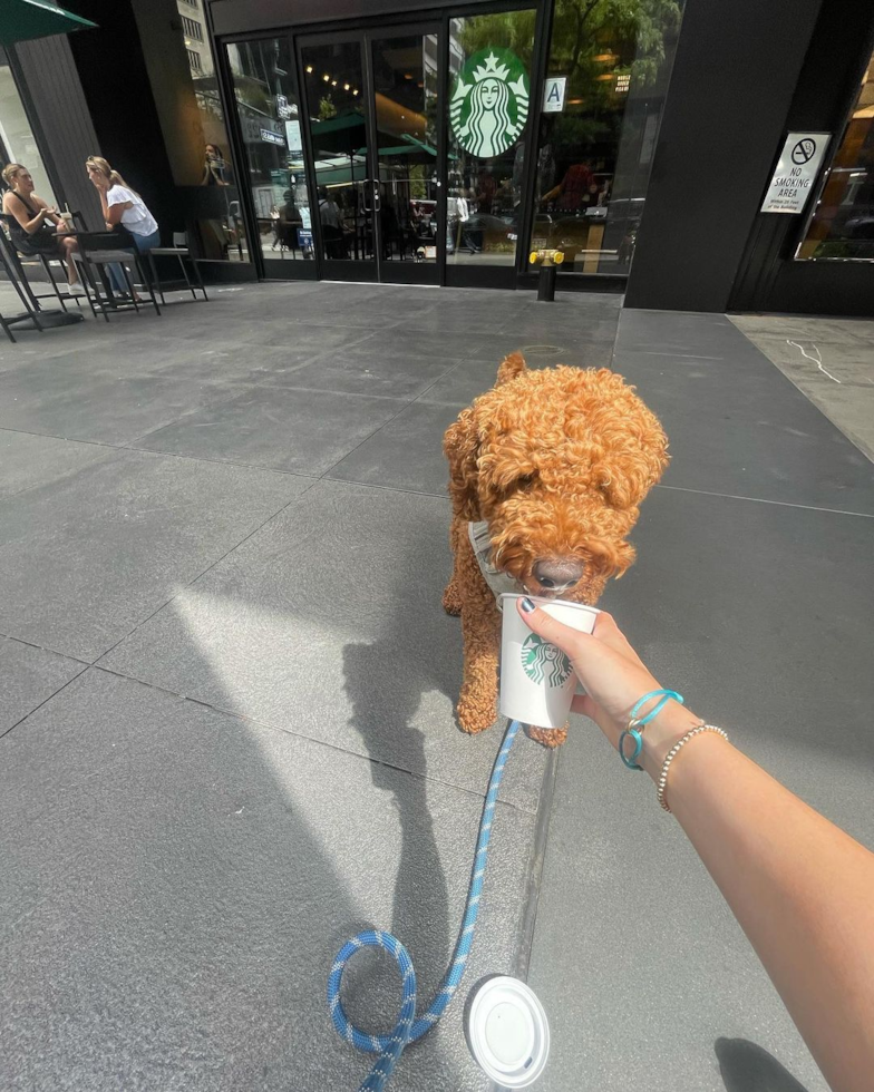 Funny Mini Goldendoodle Poodle Mix Pup