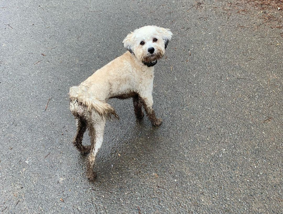 Energetic Cavoodle Poodle Mix Pup