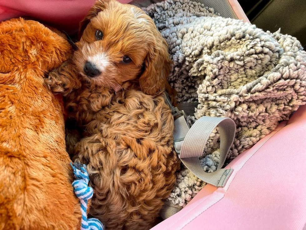 Friendly Cavapoo Pup in Swannanoa NC