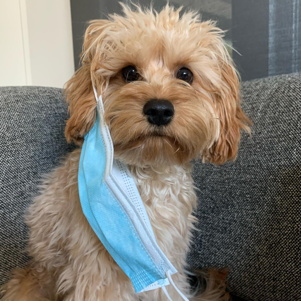 Small Cavapoo Pup