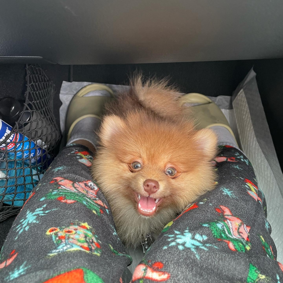 Friendly Pomeranian Purebred Pup