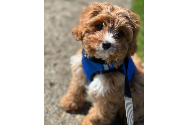 Friendly Cavapoo Baby