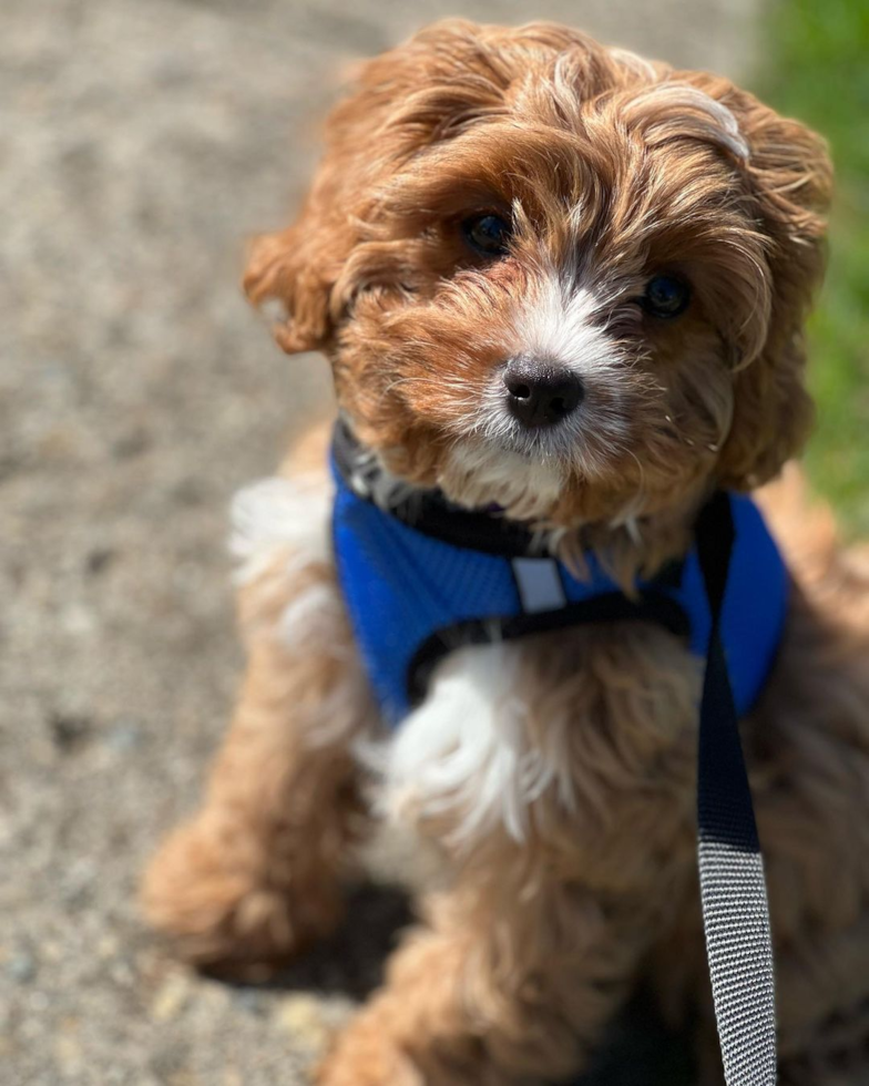 Cute Cavapoo Pup in Columbus OH