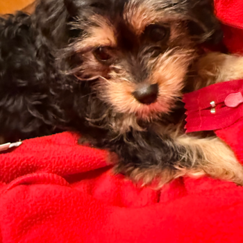 Fluffy Cavapoo Poodle Mix Pup