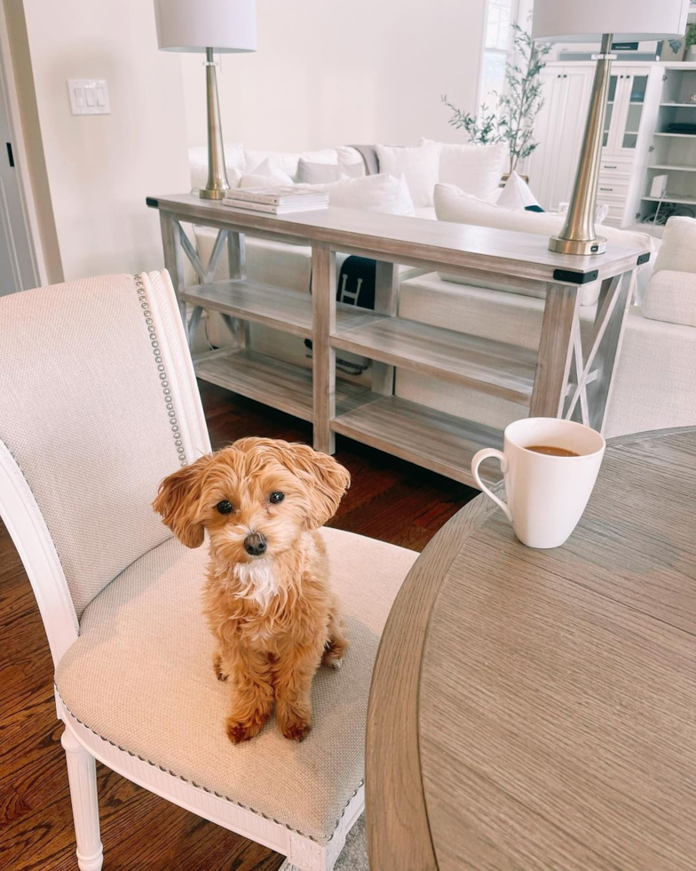 Maltipoo Being Cute