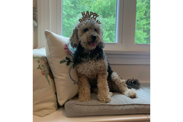 Friendly Mini Bernedoodle Baby