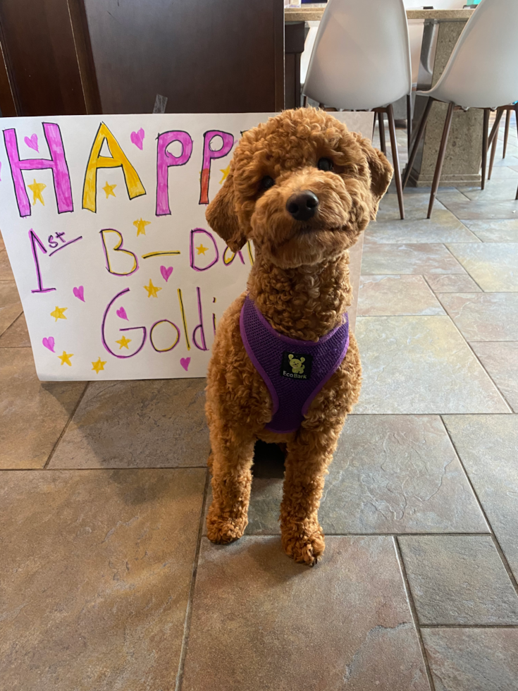 Hypoallergenic Golden Retriever Poodle Mix Pup