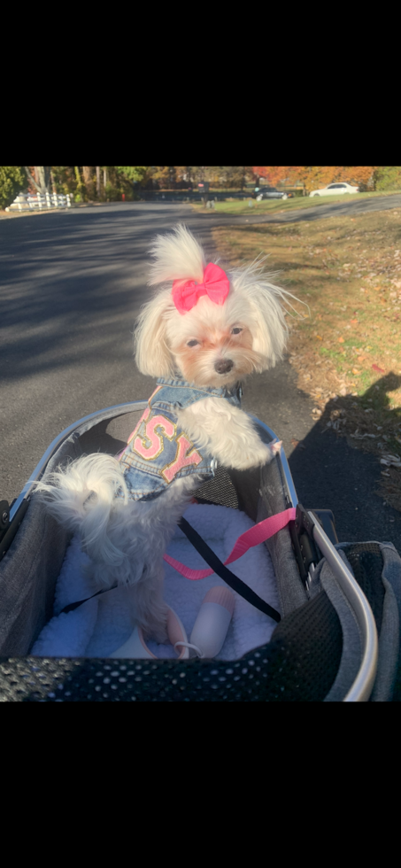 Happy Maltese Purebred Pup