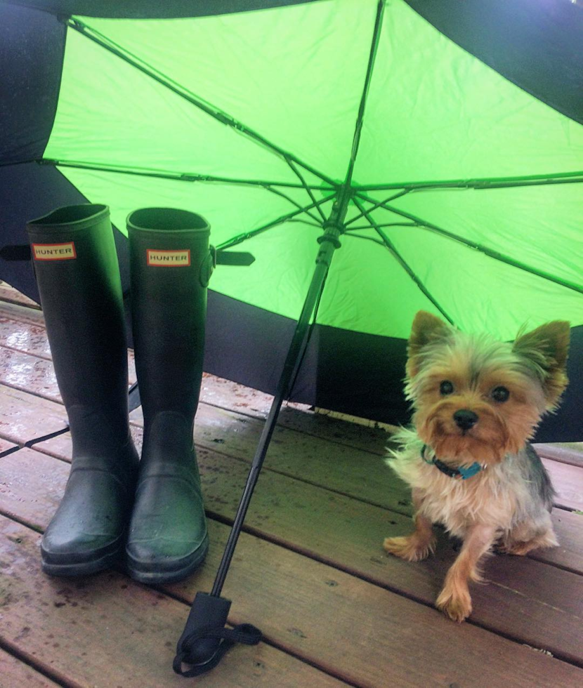 Ann Arbor Yorkshire Terrier Pup