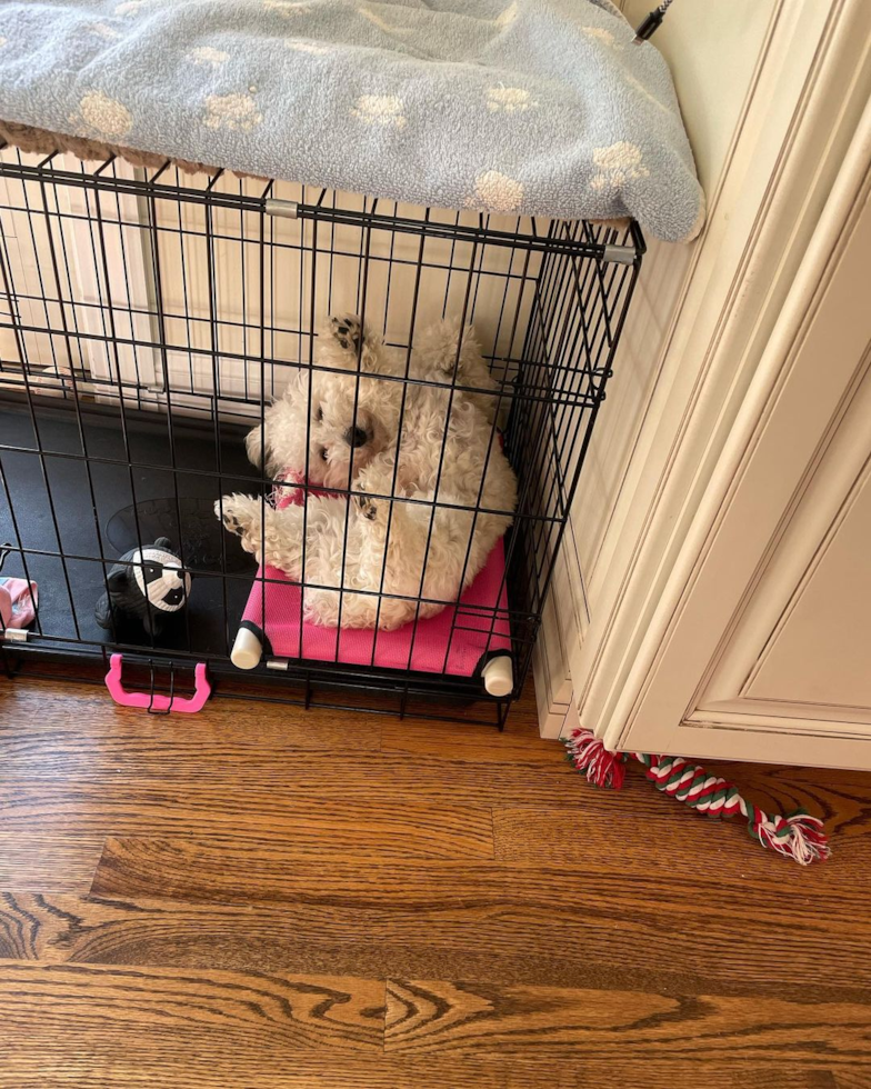 Playful Maltepoo Poodle Mix Pup