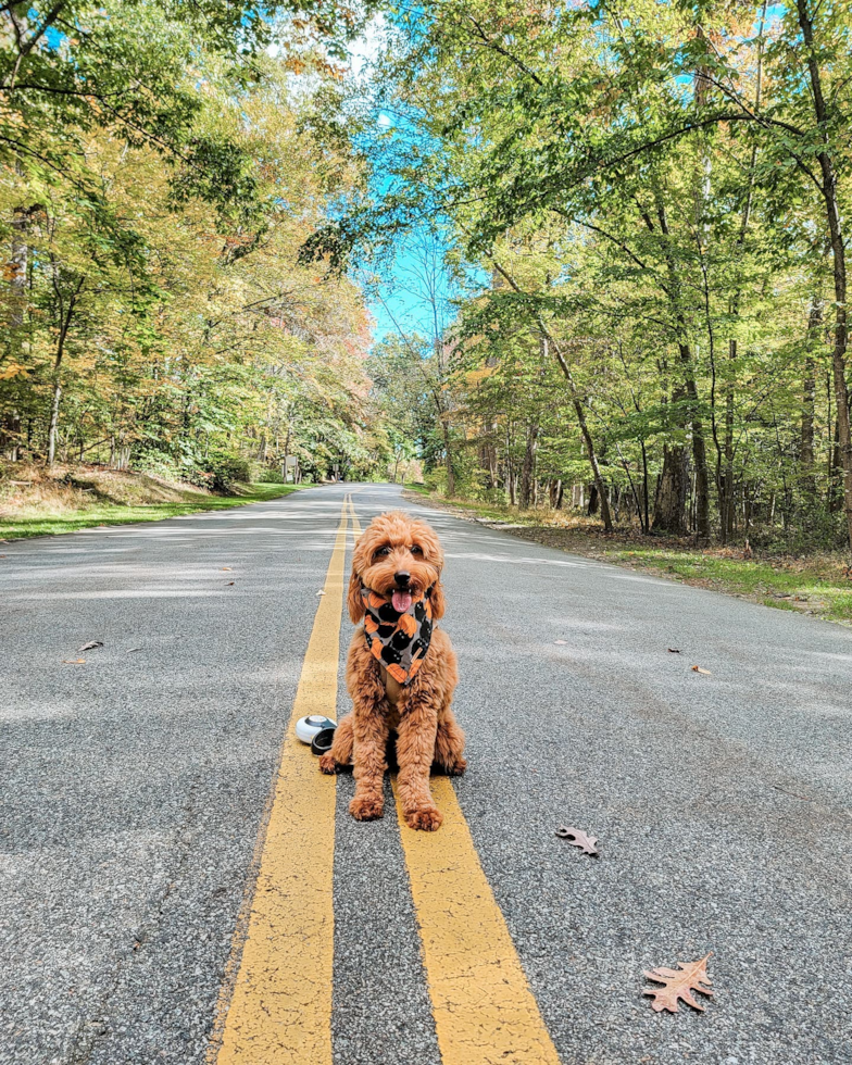 Mini Goldendoodle Being Cute