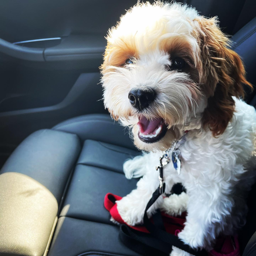 Funny Cavapoo Poodle Mix Pup