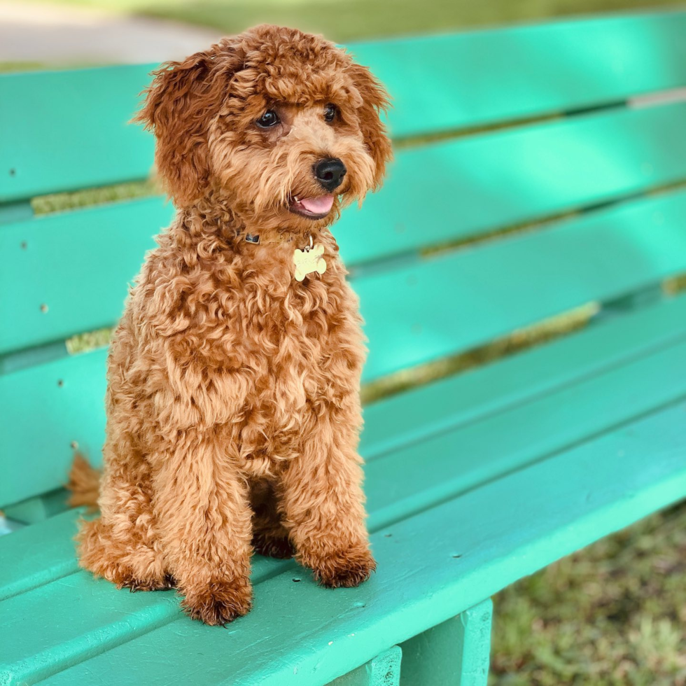 Energetic Cockerpoo Poodle Mix Pup