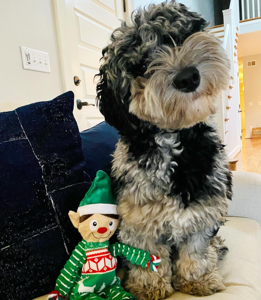 Mini Sheepadoodle Being Cute