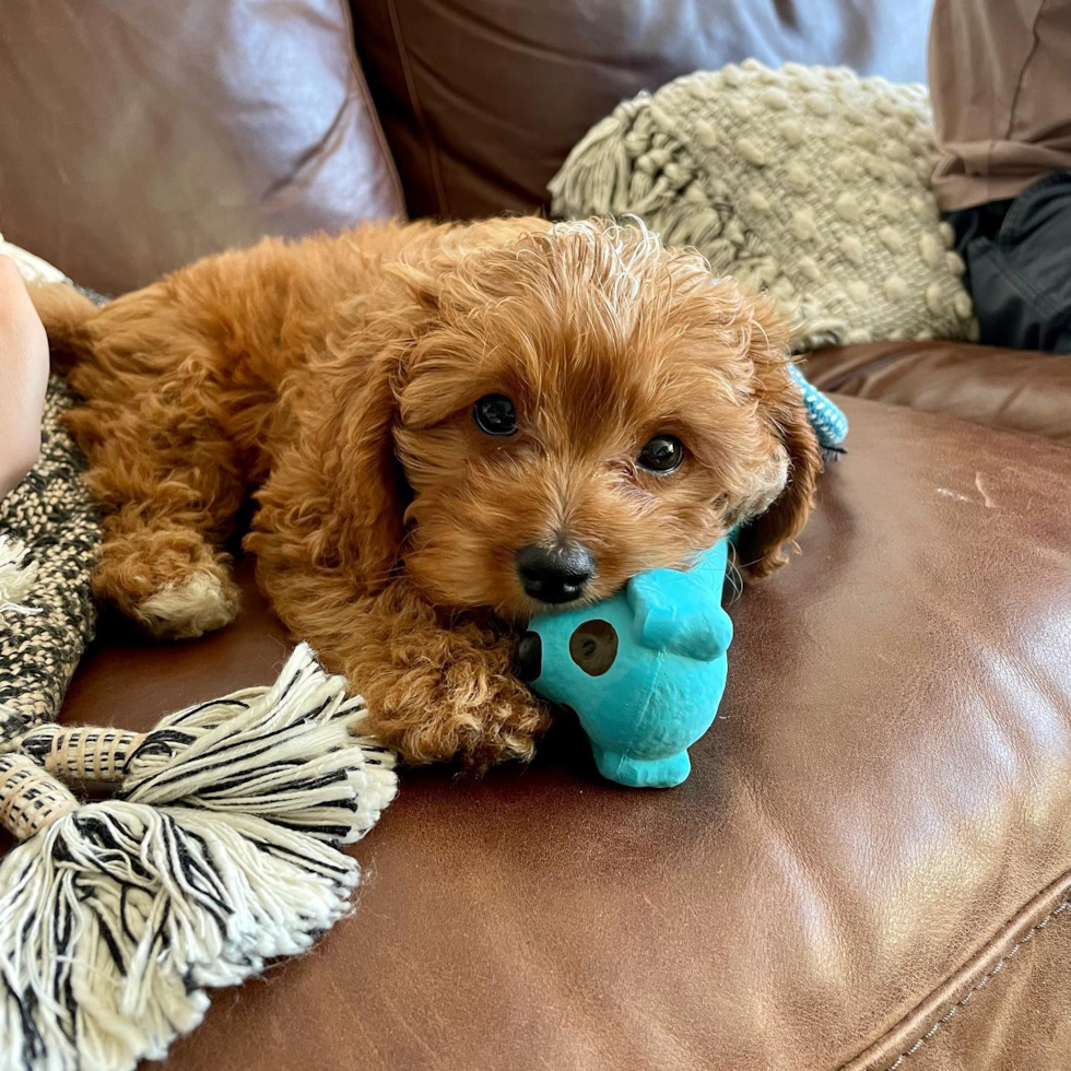 Cavapoo Being Cute