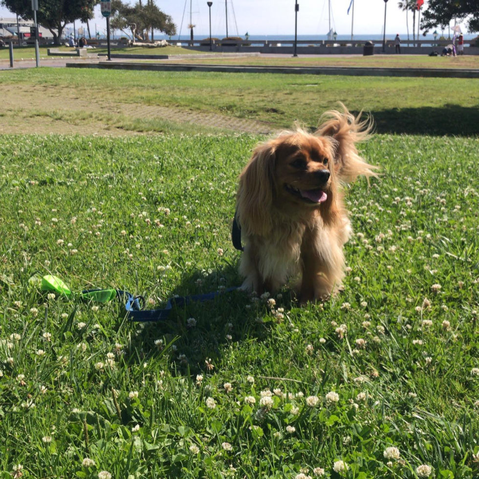 Cute Cavalier King Charles Spaniel Pup in Remond WA