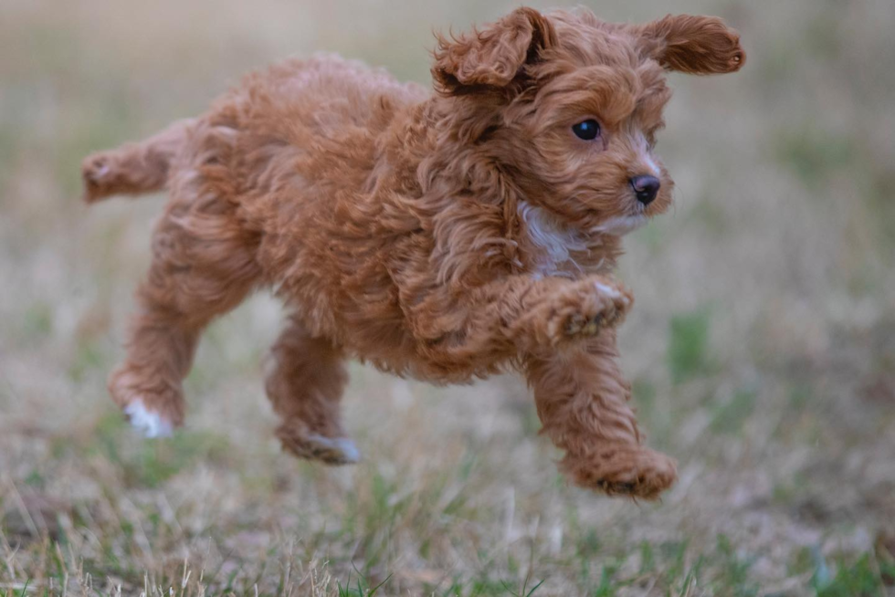 Cavapoo Being Cute