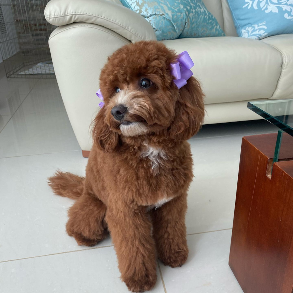 Petite Cavapoo Poodle Mix Pup