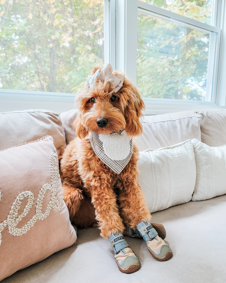 Hopatcong Mini Goldendoodle Pup