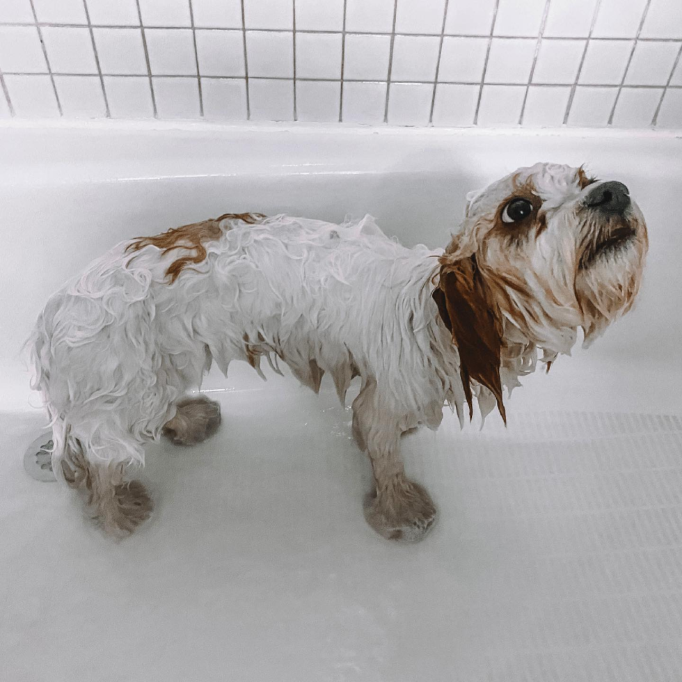 Happy Cavachon Pup in Boston MA