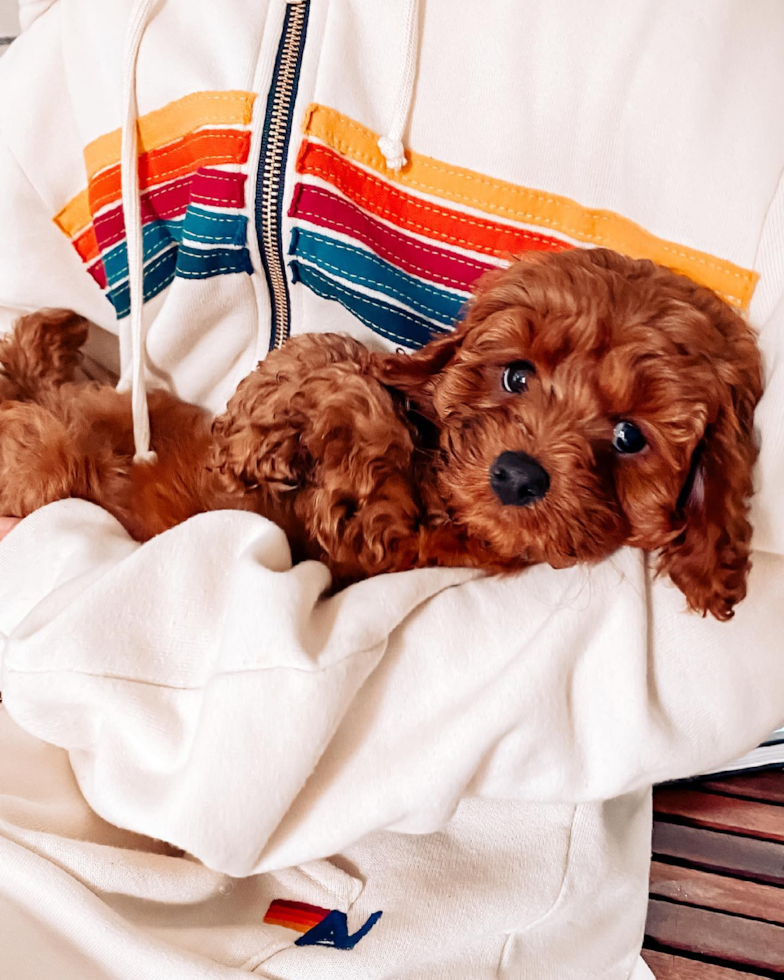 Smart Cavapoo Poodle Mix Pup