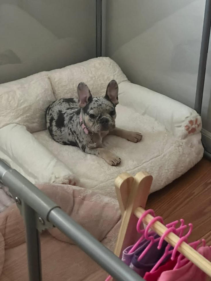 French Bulldog Being Cute