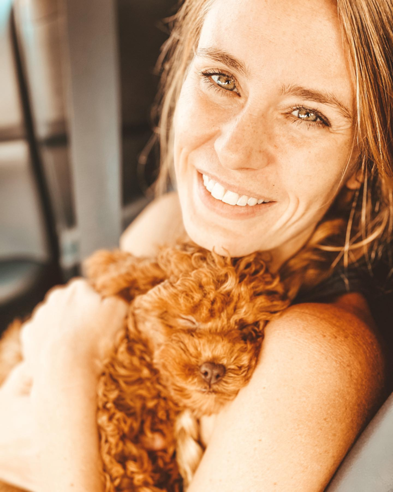 Adorable Cavoodle Poodle Mix Pup