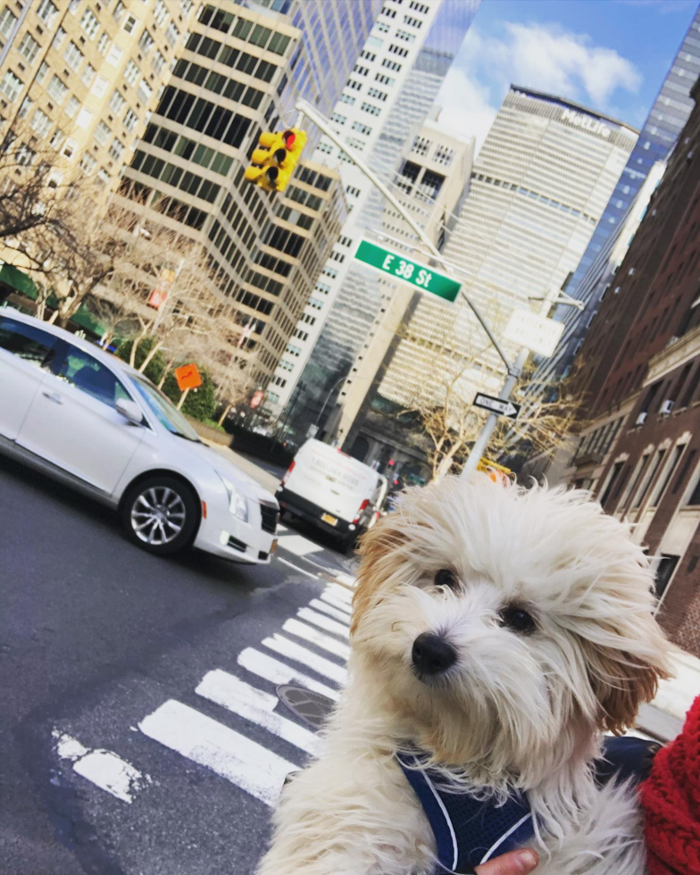 Adorable Maltese Poodle Poodle Mix Pup