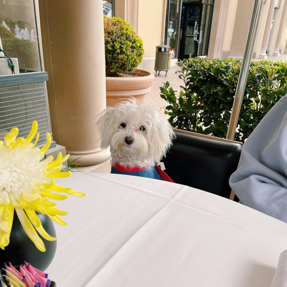 Adorable Maltese Poodle Poodle Mix Pup